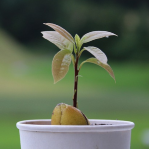 Avocado Tree Small
