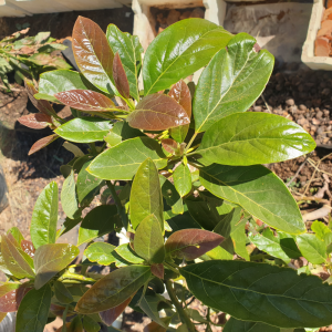 Avocado Tree 100 Litre