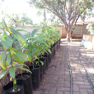 Avocado Tree Medium